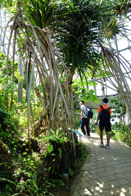 夢の島熱帯植物館の写真5