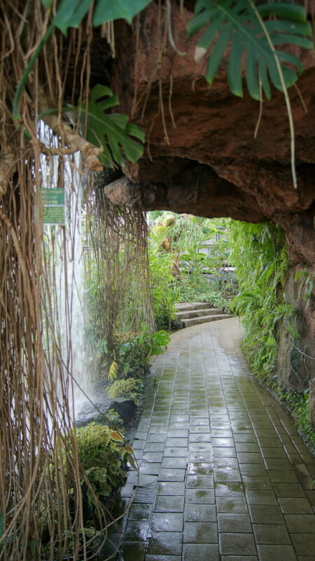 夢の島熱帯植物館の写真6