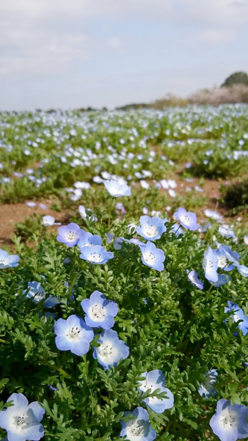 富田さとにわ耕園の写真2