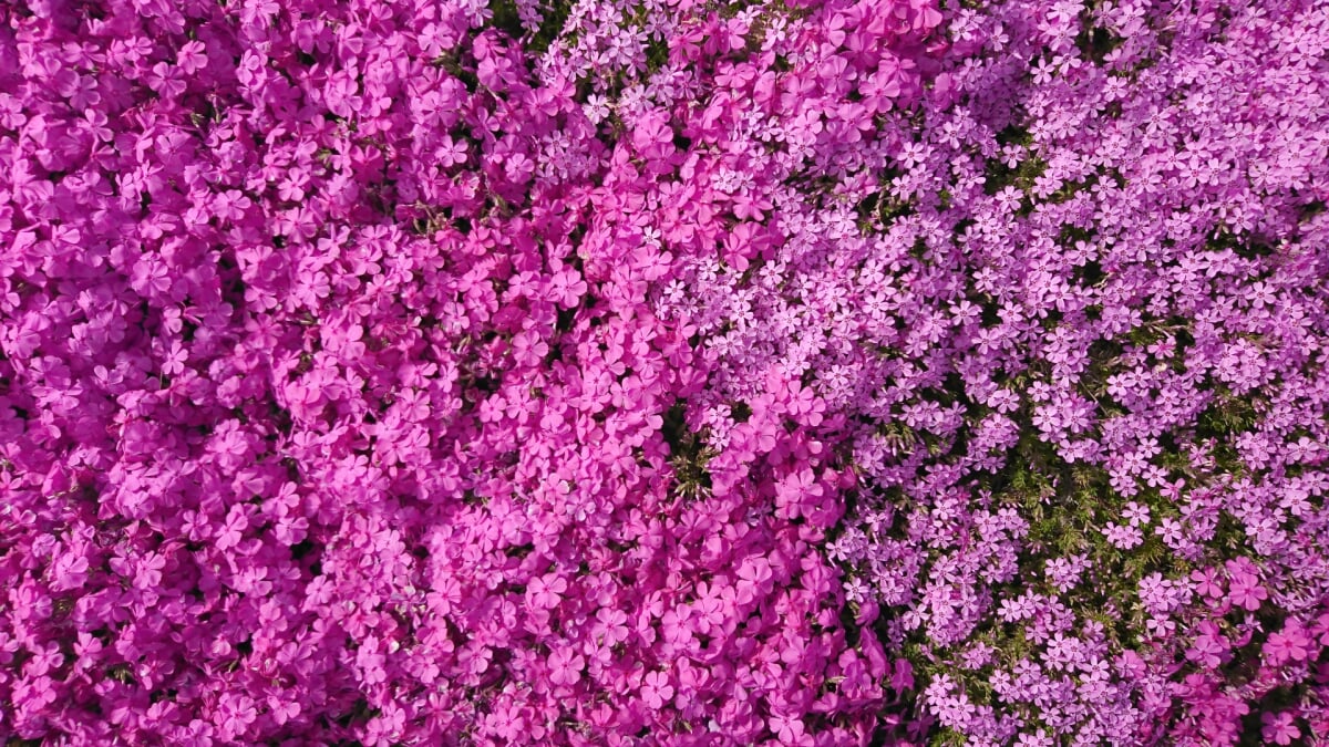 富田さとにわ耕園の写真3