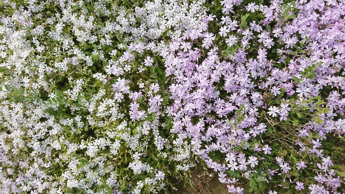 富田さとにわ耕園の写真4
