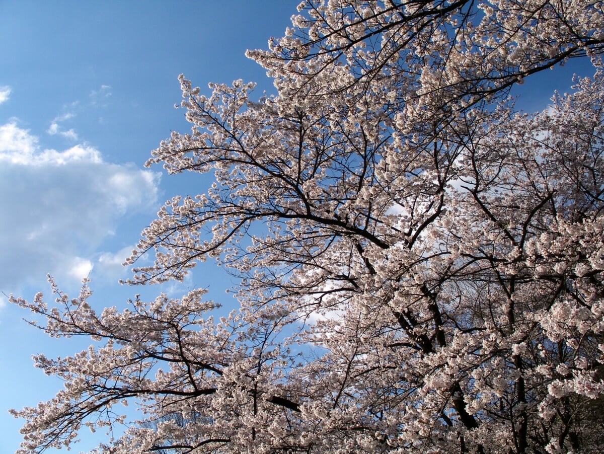 嘉多山公園の写真2
