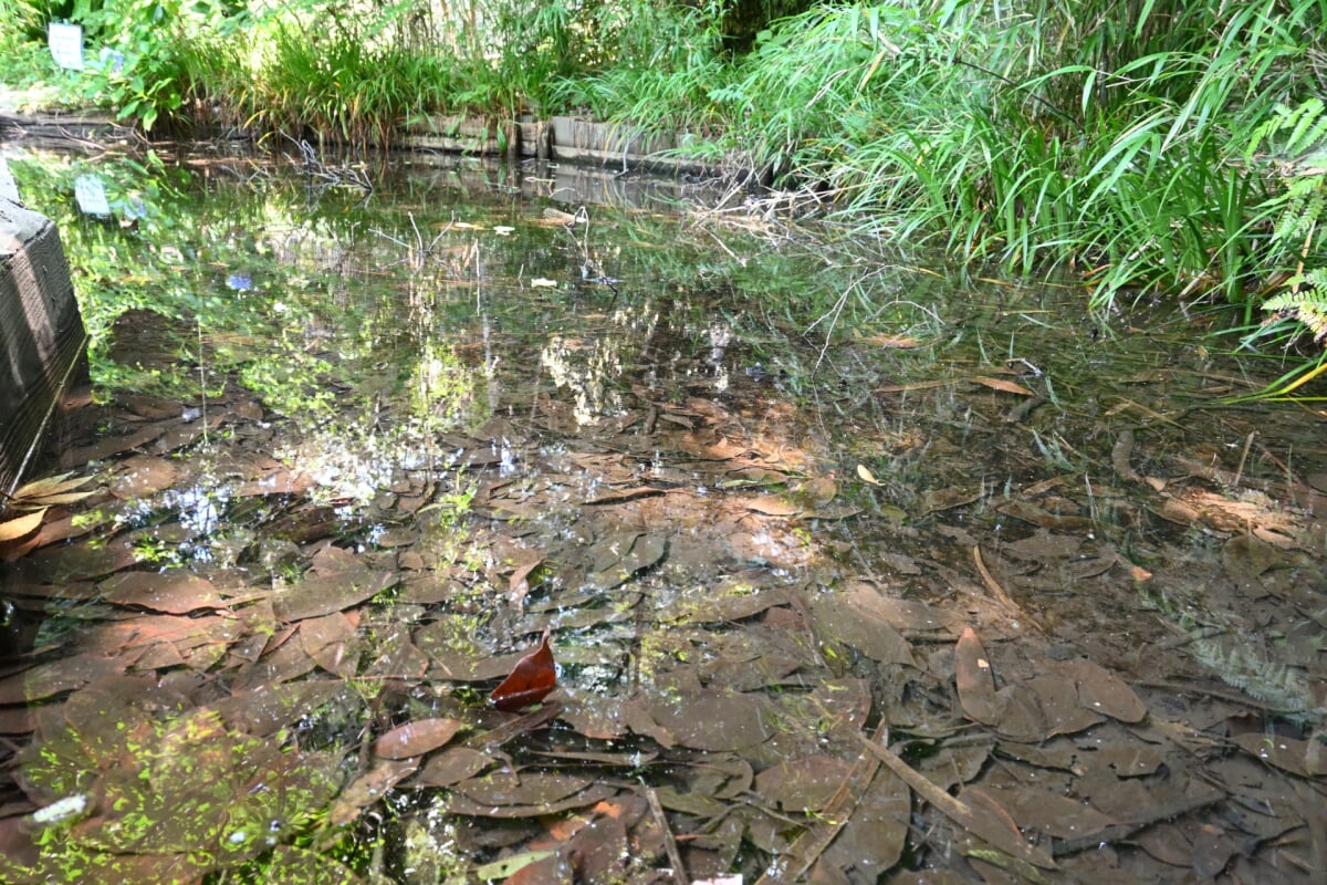 田園調布せせらぎ公園の写真4