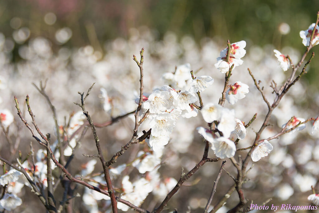 冠山総合公園の写真9