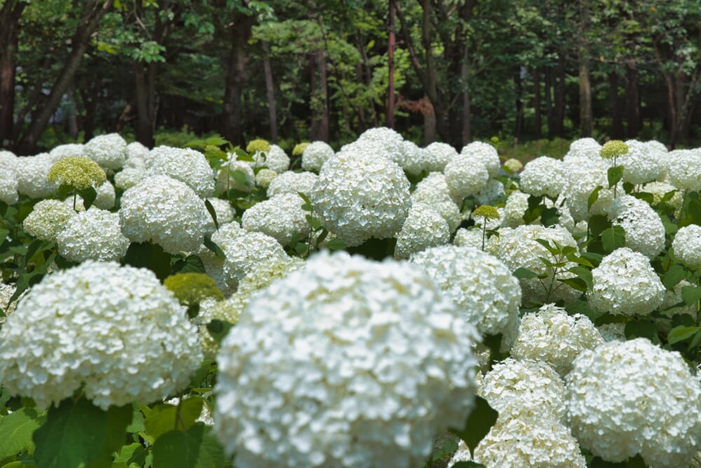 相模原北公園の写真2