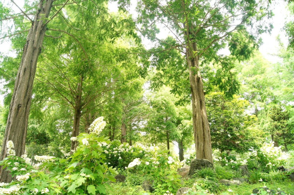 相模原北公園の写真3