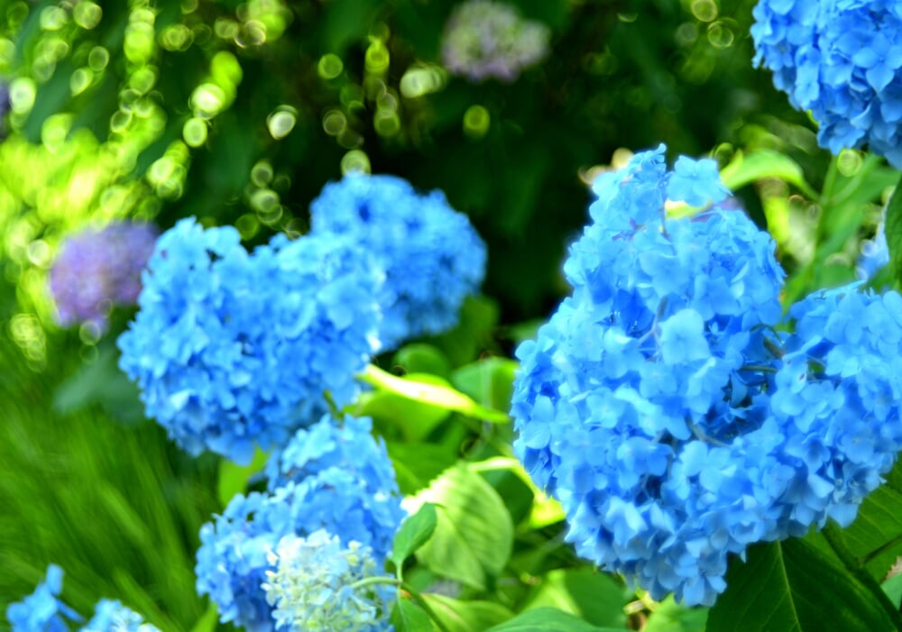 相模原北公園の写真4