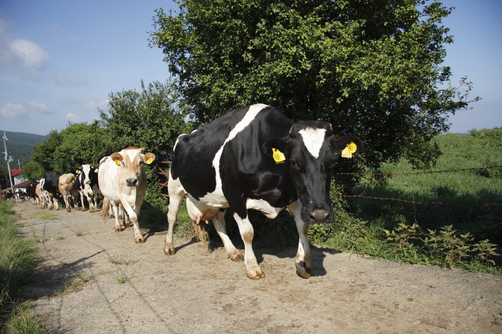 黒沢牧場 黒沢ハイランドの写真2