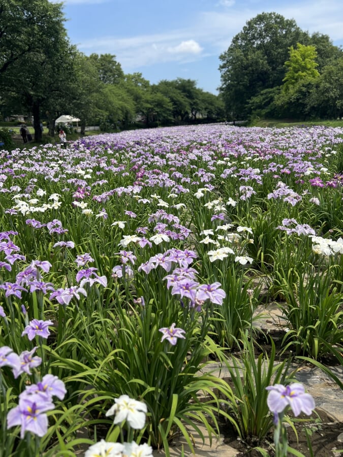 赤堀花しょうぶ園の写真2
