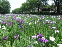 赤堀花しょうぶ園