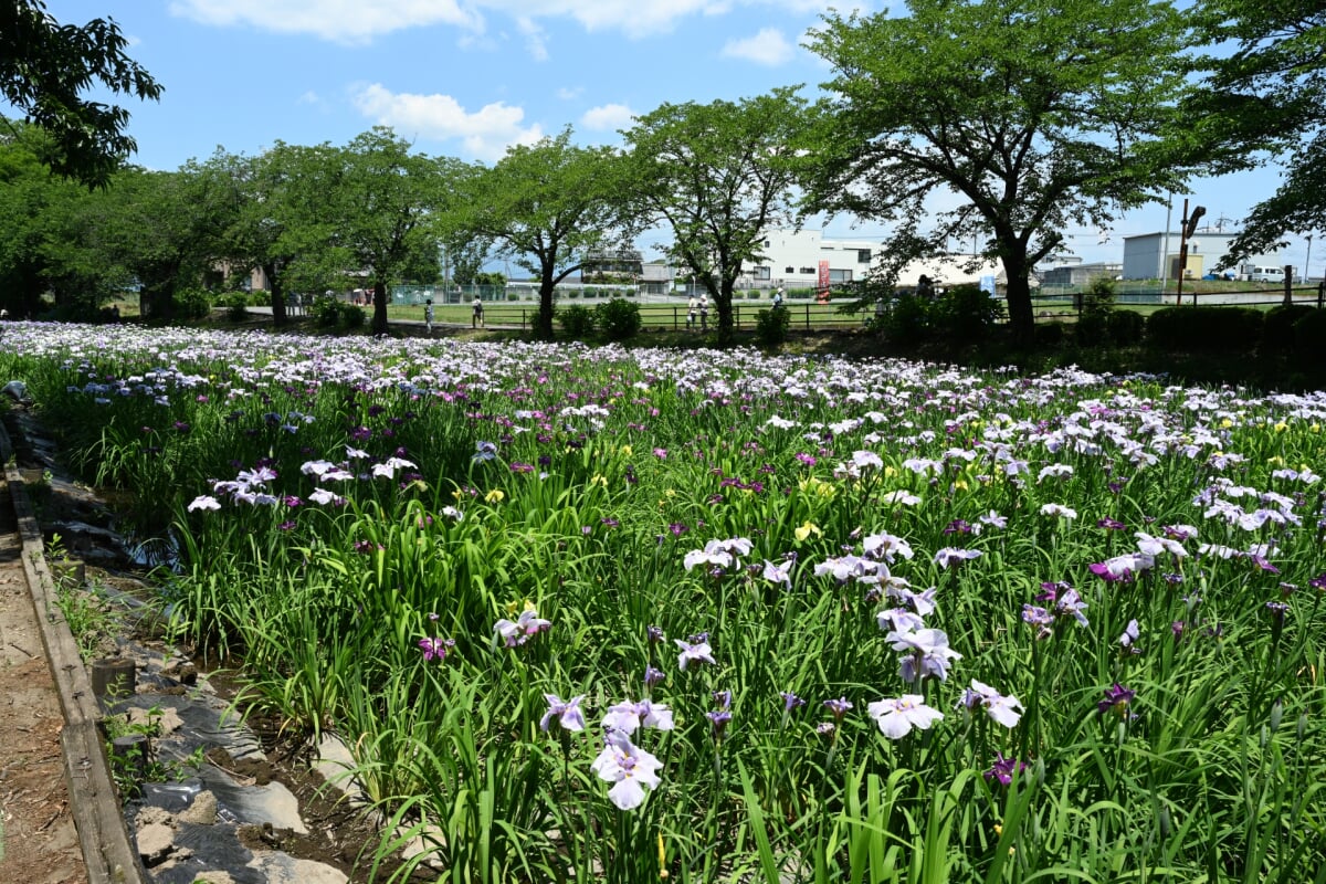 赤堀花しょうぶ園の写真3