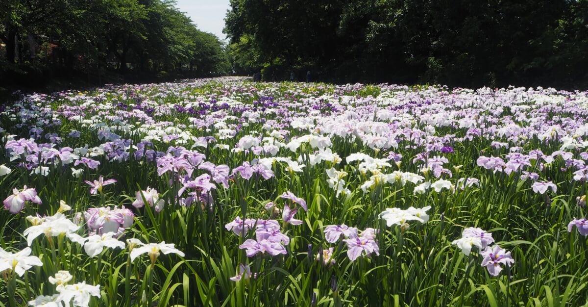 赤堀花しょうぶ園の写真4