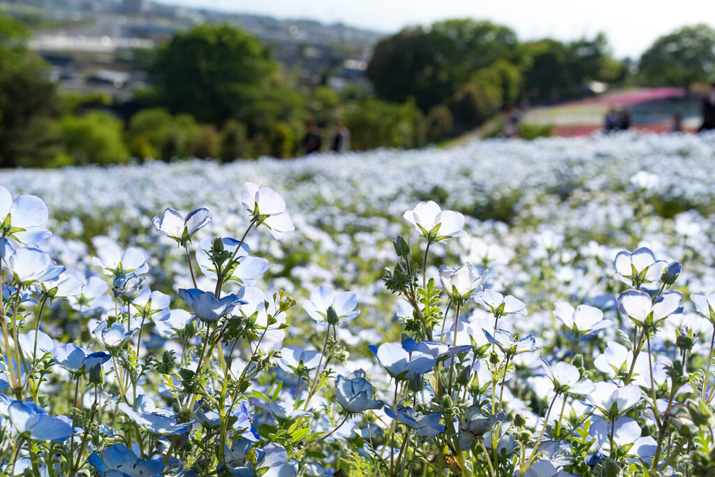 八王子山公園の写真4