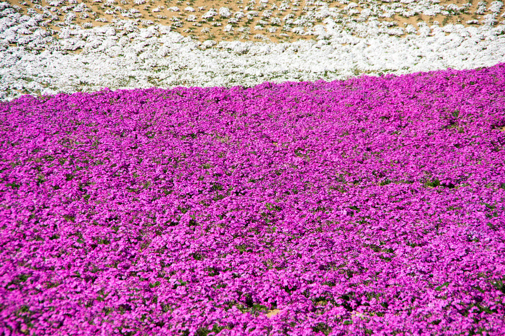 八王子山公園の写真11