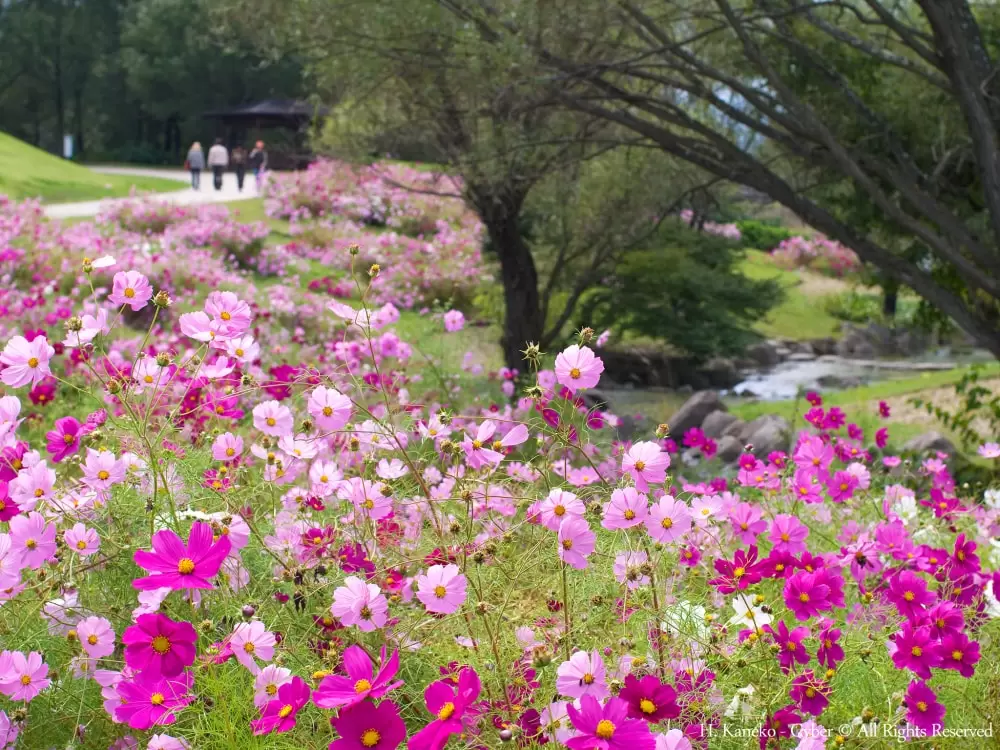 国営讃岐まんのう公園の写真1