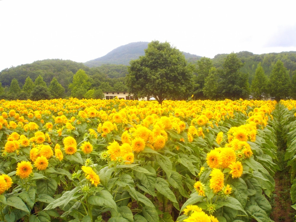 世羅高原農場の写真2