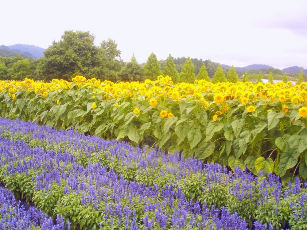 世羅高原農場の写真3