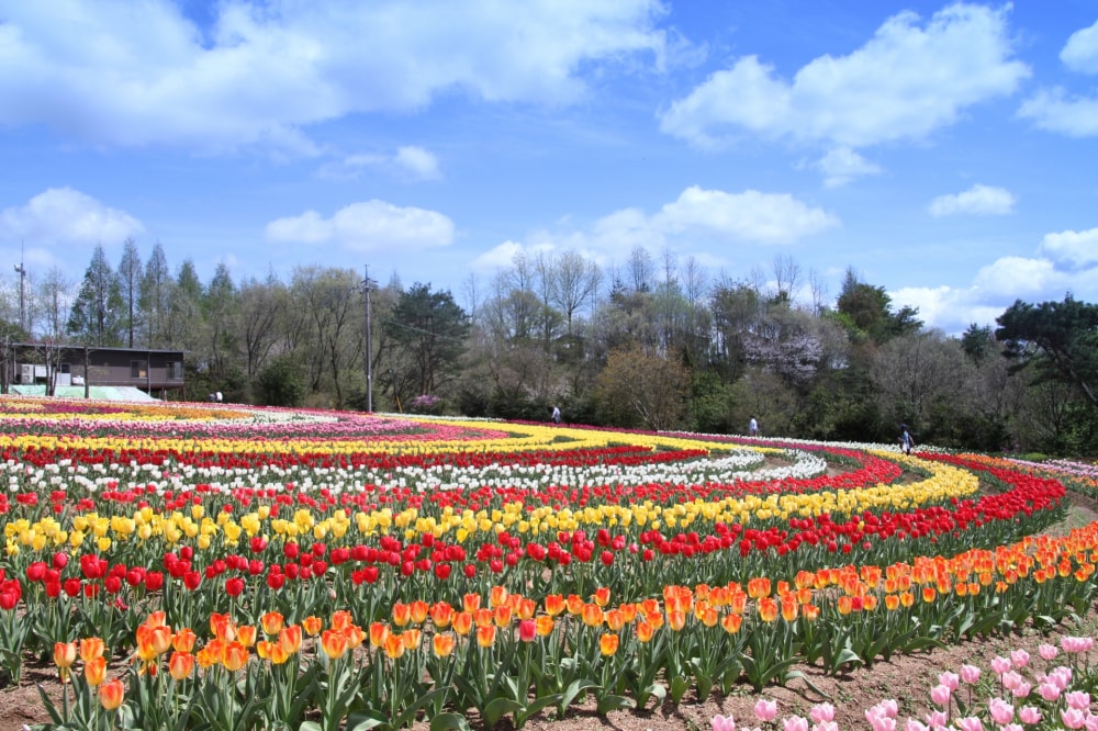 世羅高原農場の写真5