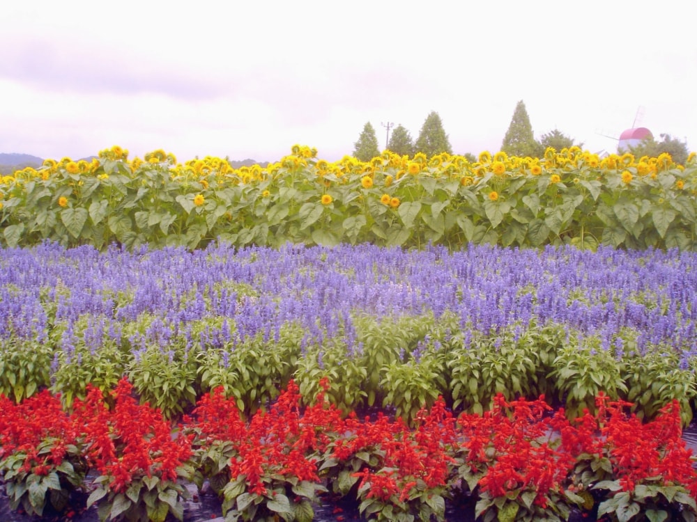 世羅高原農場の写真6