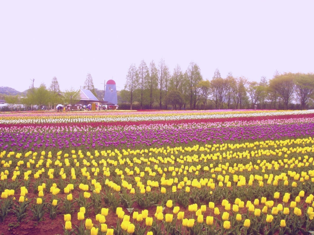 世羅高原農場の写真7