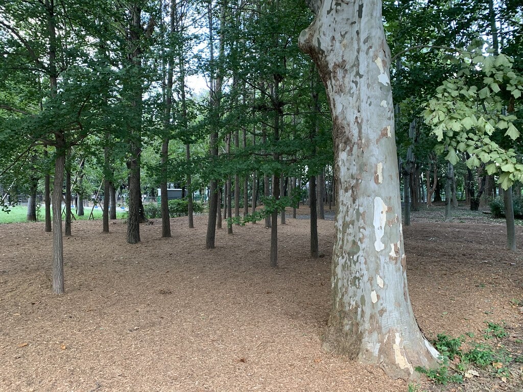 城北中央公園の写真14