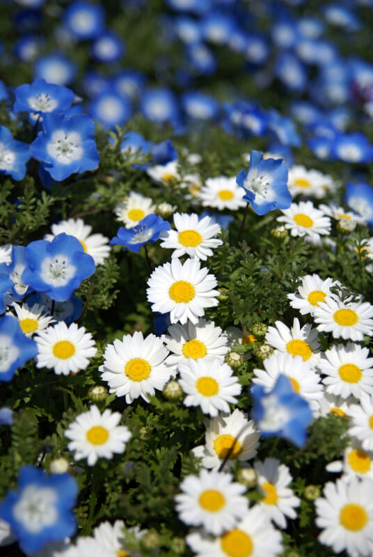 りんくう公園の写真12