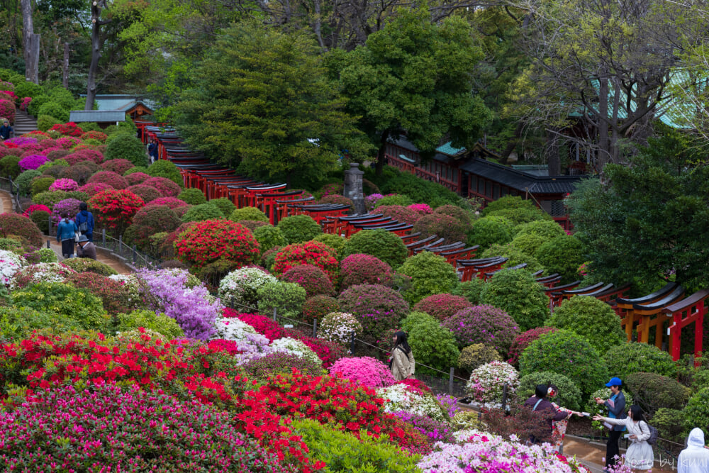 根津神社の写真1