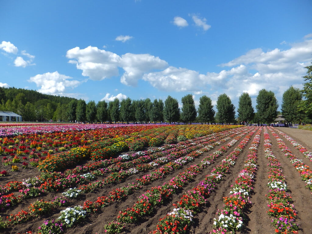 ファーム富田の写真4