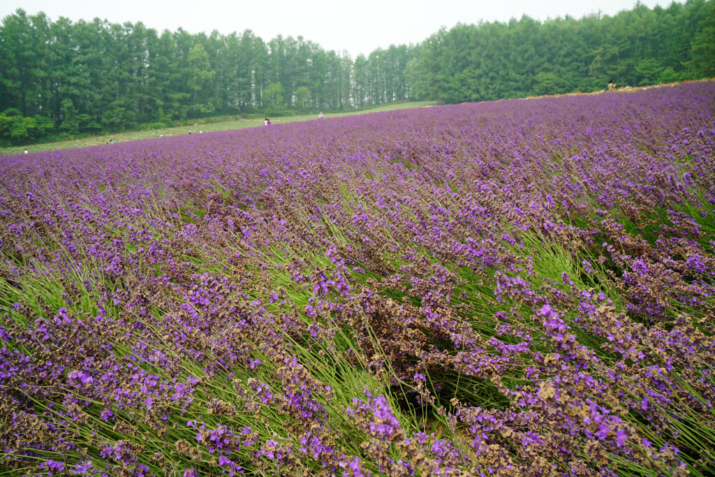 ファーム富田の写真8