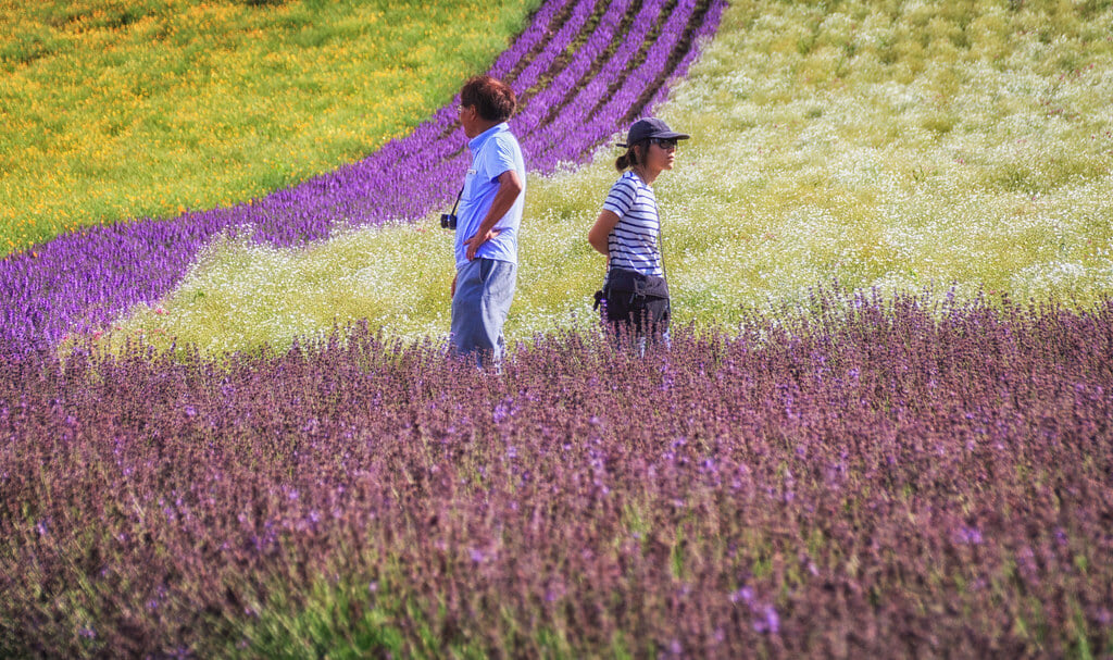 ファーム富田の写真12