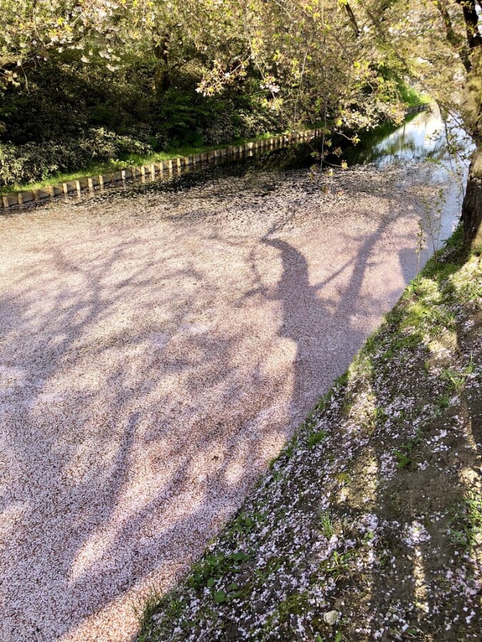 弘前公園の写真4