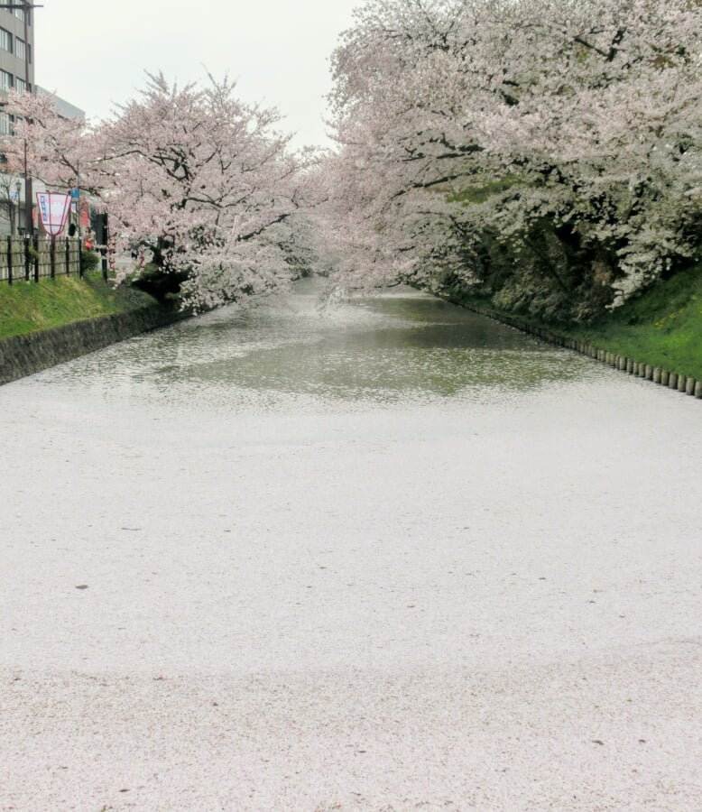 弘前公園の写真5