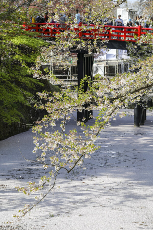 弘前公園の写真7