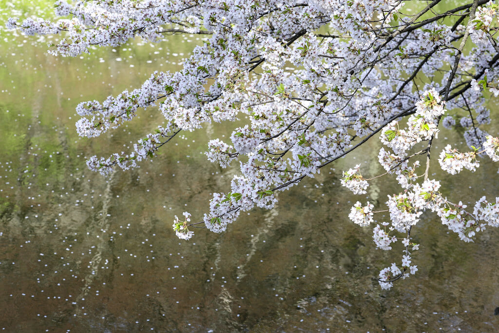 弘前公園の写真12