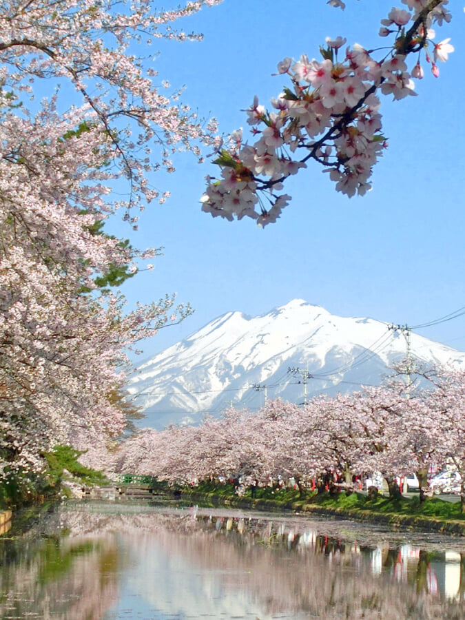 弘前公園の写真13