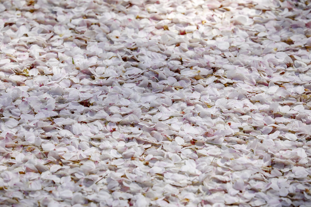 弘前公園の写真15