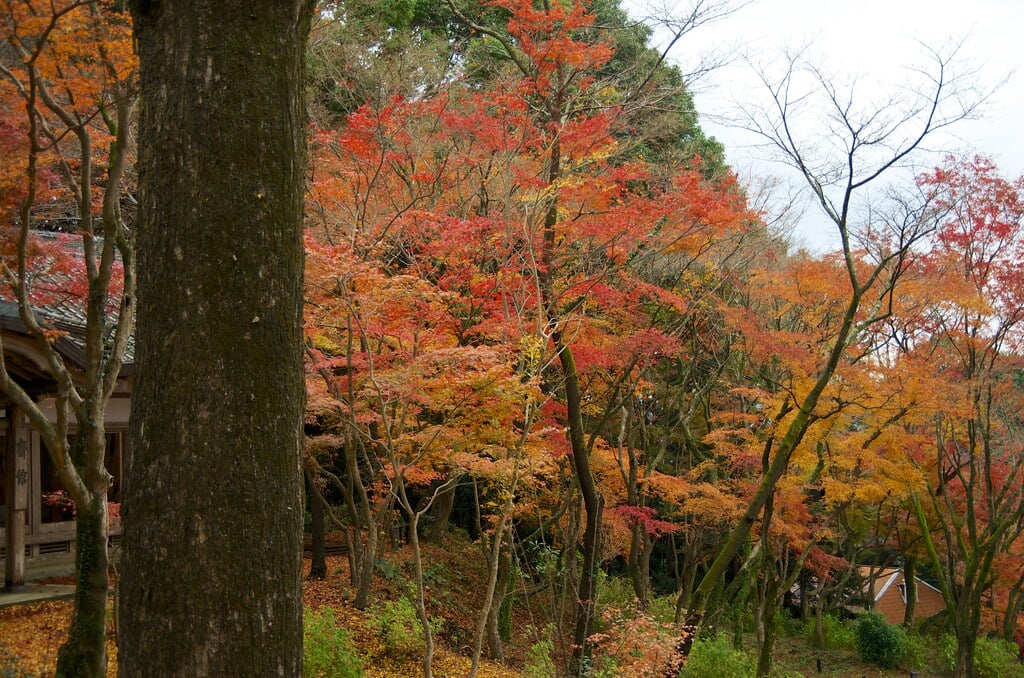 竈門神社の写真7