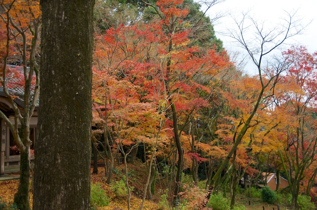 竈門神社の写真8