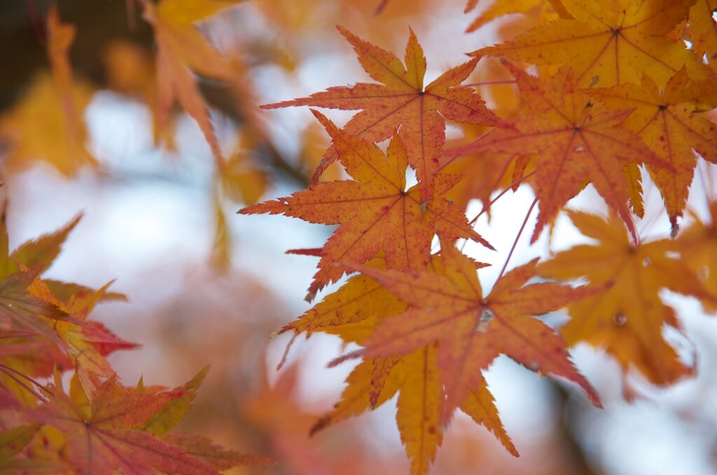 竈門神社の写真9