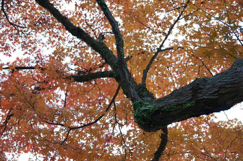 竈門神社の写真10
