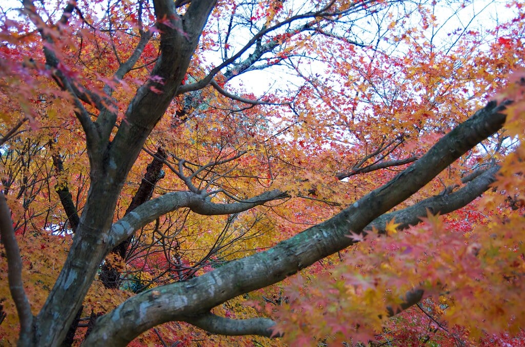 竈門神社の写真11