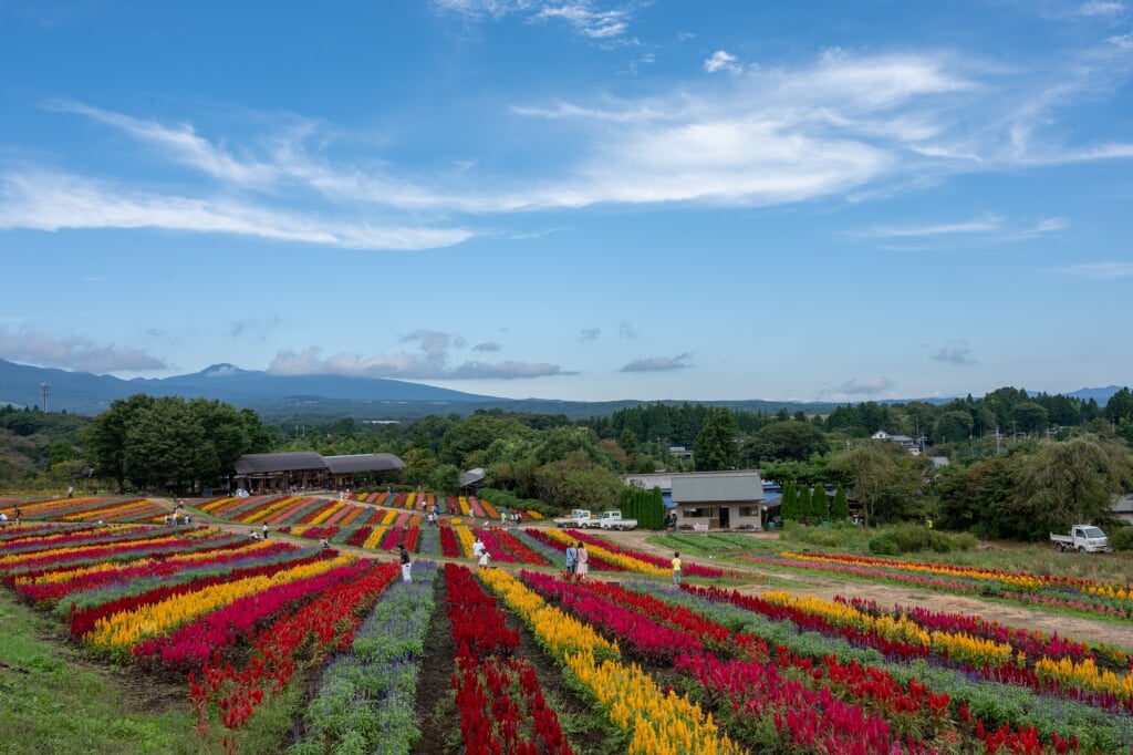 那須フラワーワールドの写真2