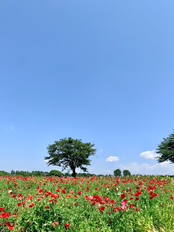 那須フラワーワールドの写真3