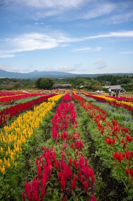 那須フラワーワールドの写真5