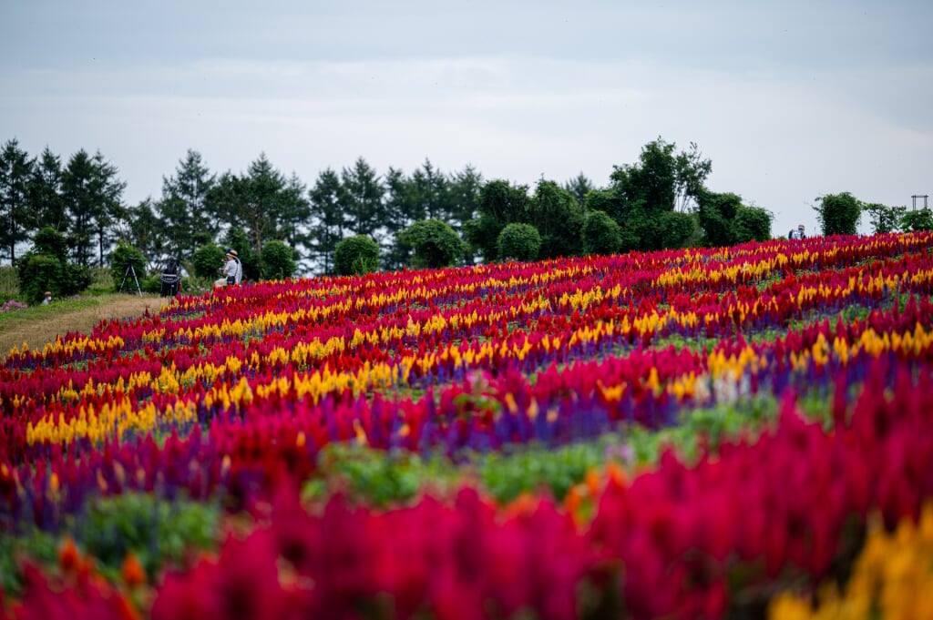 那須フラワーワールドの写真1