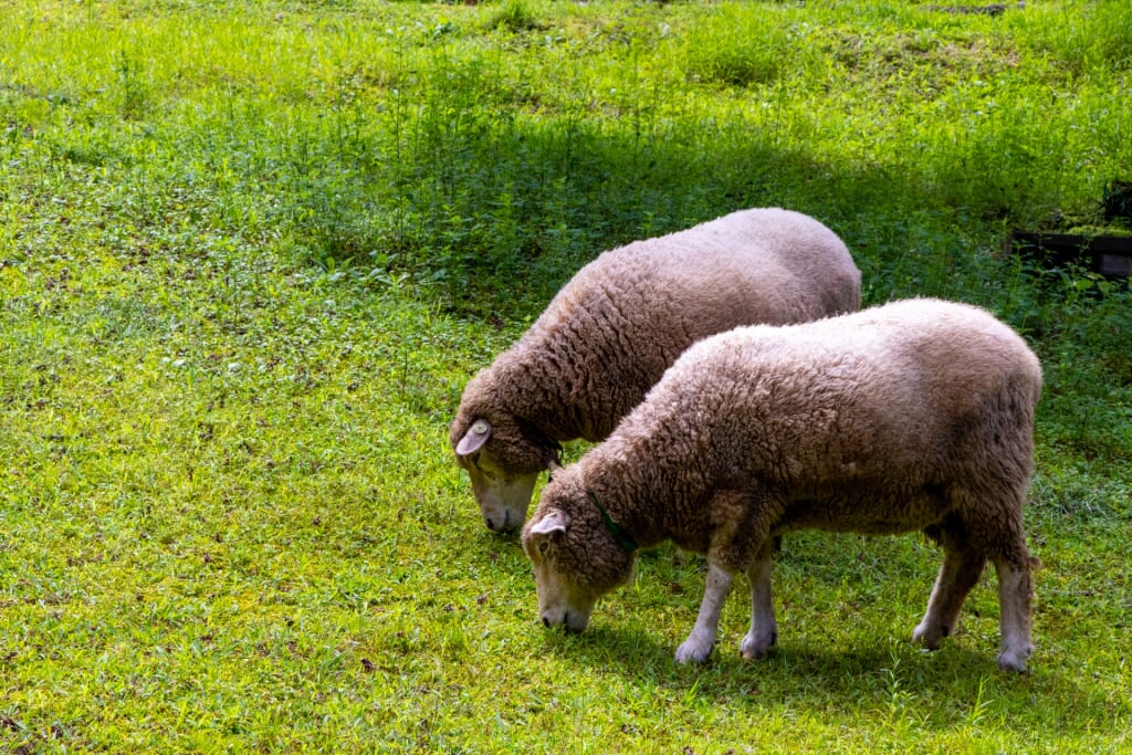 宝登山小動物公園の写真2
