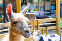 宝登山小動物公園