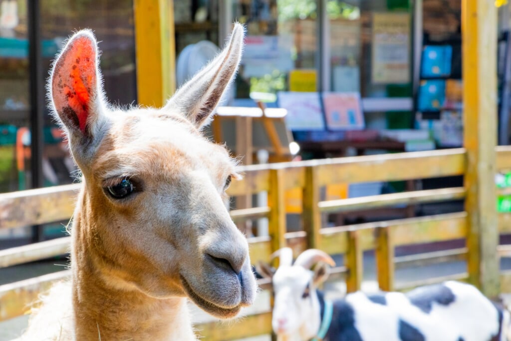 宝登山小動物公園の写真1