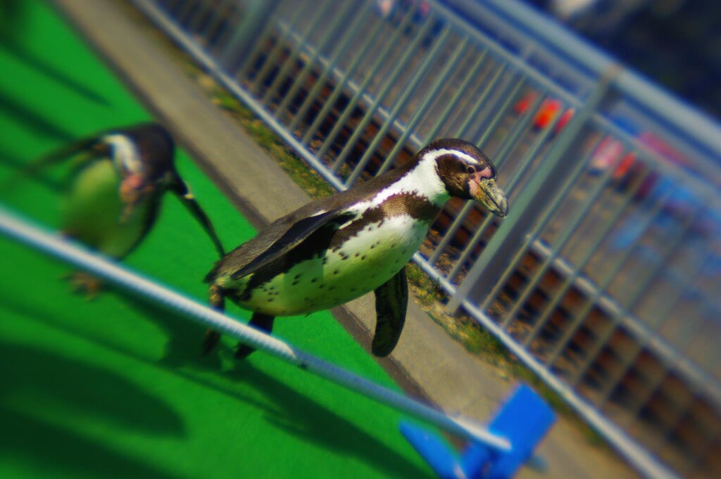 市立室蘭水族館の写真6