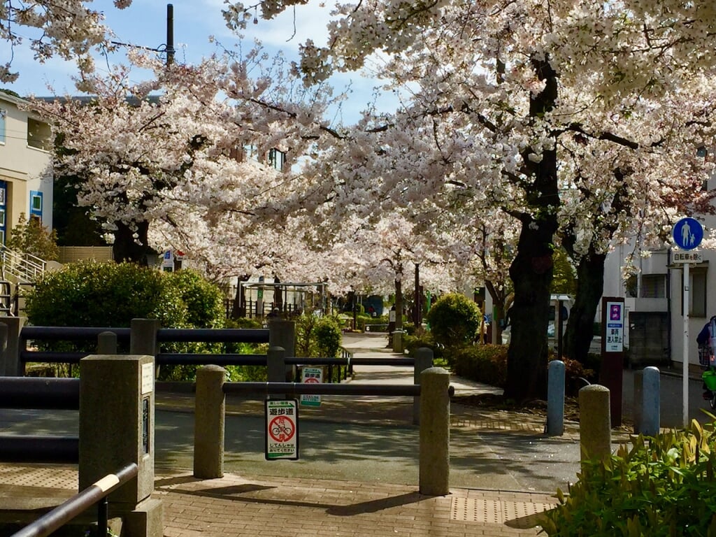 北沢川緑道の写真1
